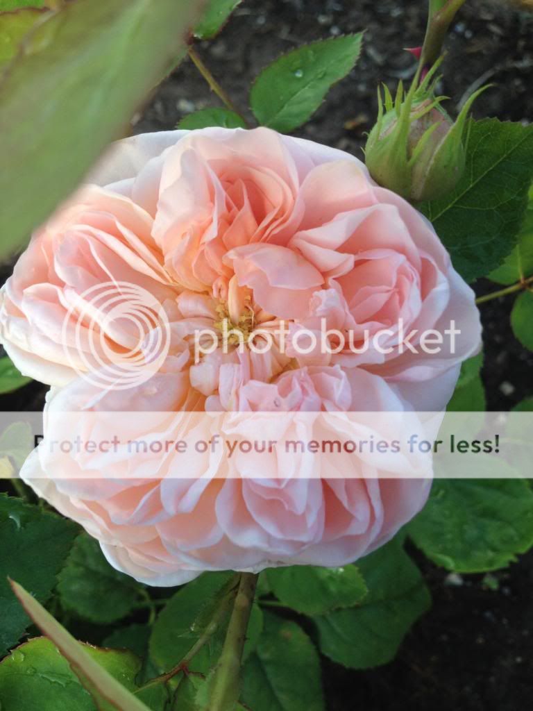  photo IMG_9760_zpse955601e.jpg